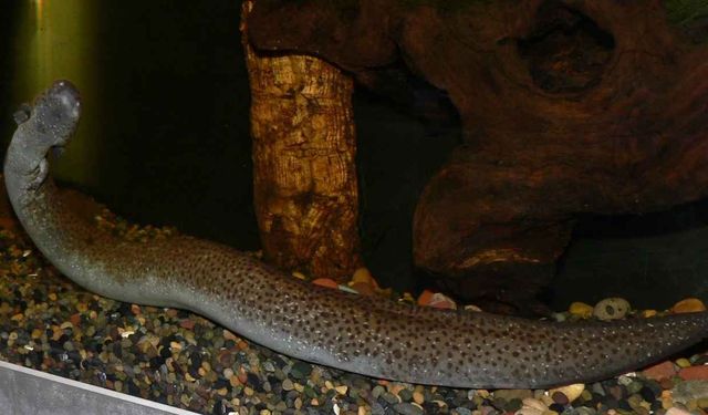 Siren Balığı Gerçek mi? Nerede Yaşar?