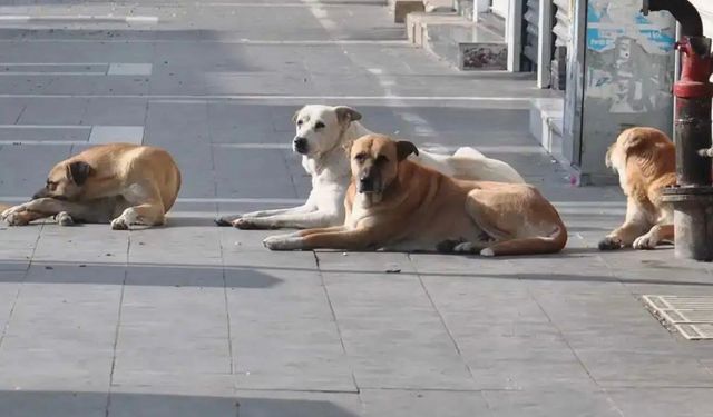 Sokak Hayvanlarını Topluyorlar!