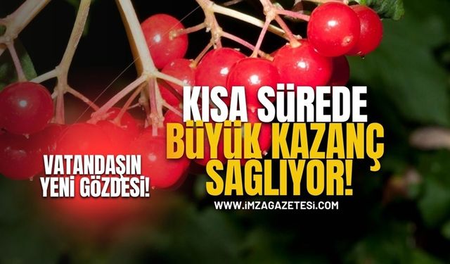 Türkiye Tarımında Yeni Gözde! Üreticisine Kısa Sürede Büyük Kazanç Sağlıyor!