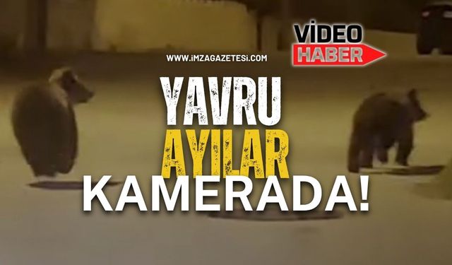 Yavru Ayılar Kamerada!