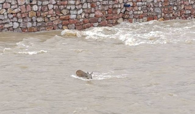 Karaca ekipler tarafından kurtarıldı!
