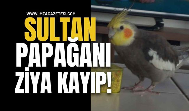 Sultan Papağanı Ziya Kayıp!