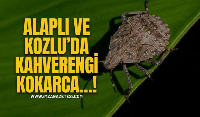 Alaplı ve Kozlu’da Kahverengi Kokarca…!