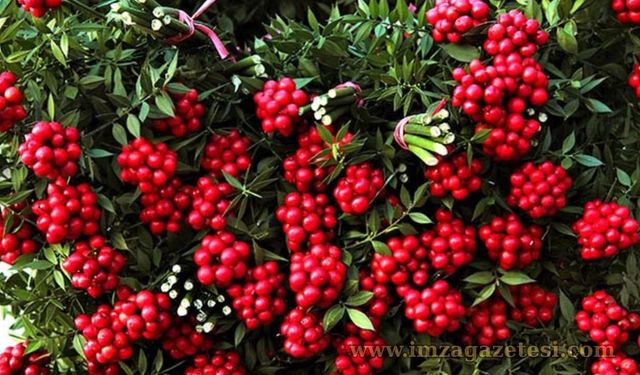 Kokina Çiçeği Gerçek Mi? Yapay Mı?