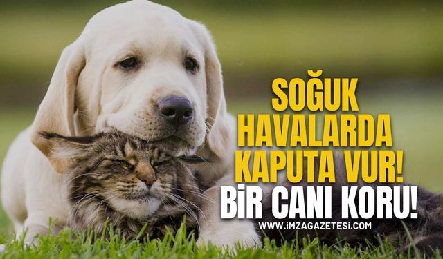 Soğuk Havalarda Kaputa Vur, Bir Canı Koru!