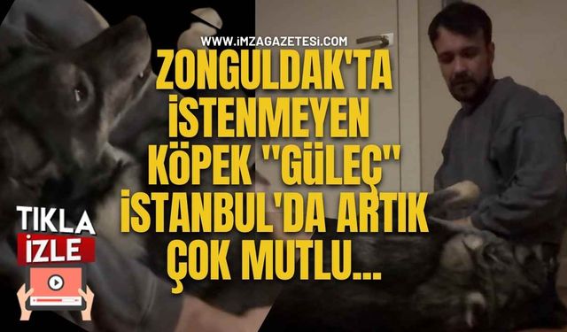 Zonguldak'ta İstenmeyen Köpek "Güleç" İstanbul'da Artık Çok Mutlu...