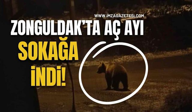 Zonguldak'ta Aç Ayı Sokağa İndi!