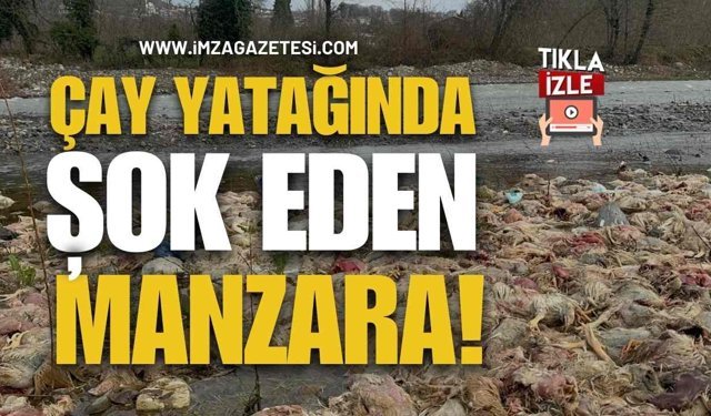 Alaplı’da Çay Yatağında Şok Eden Manzara!