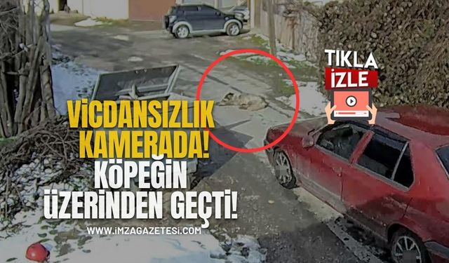 Vicdansızlık Kamerada! Sokak Köpeğini Ezdi, Yoluna Devam Etti!