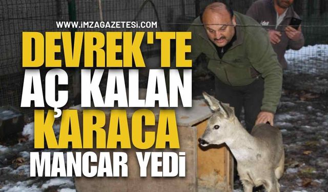 Devrek'te aç kalan Karaca köye mancar yemeye indi