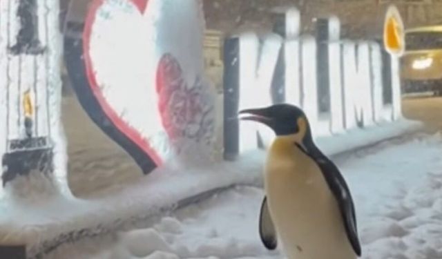 Dünyanın Konuştuğu “Nihilist Penguen Kilimli’ye Uğradı!