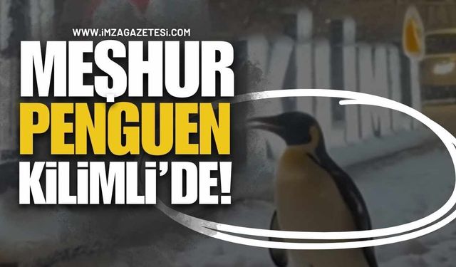 Meşhur Penguen  Kilimli’deydi!