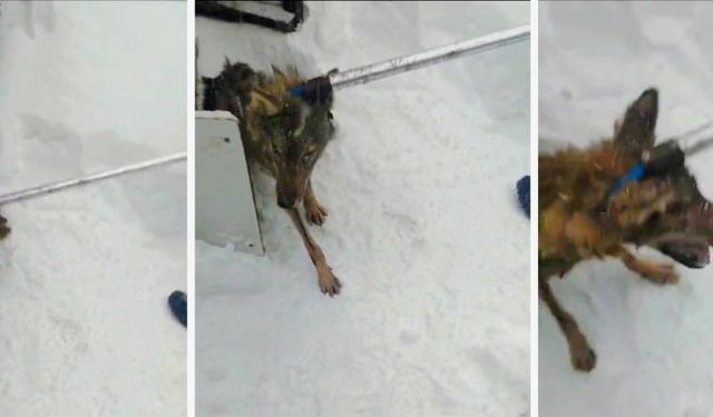 Vatandaşın kümesine giren kurdu devlet çıkarttı