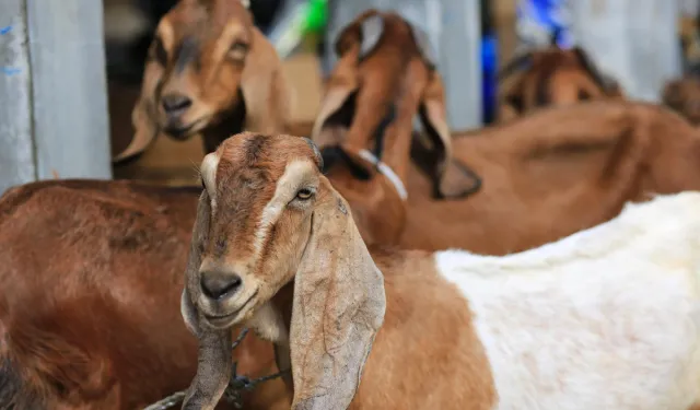 Afrika’da Kurban Bağışı Çalışmalarının Sahadaki Etkisi Araştırıldı