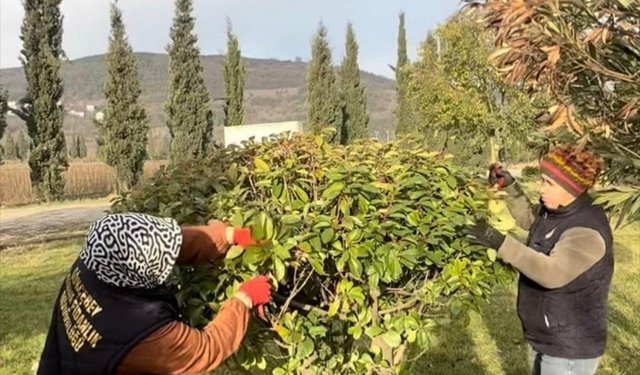 Zonguldak’ta Çelikle Vejetatif Fidan Üretimi!