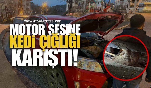 Motor Sesine Kedi Çığlığı Karıştı!