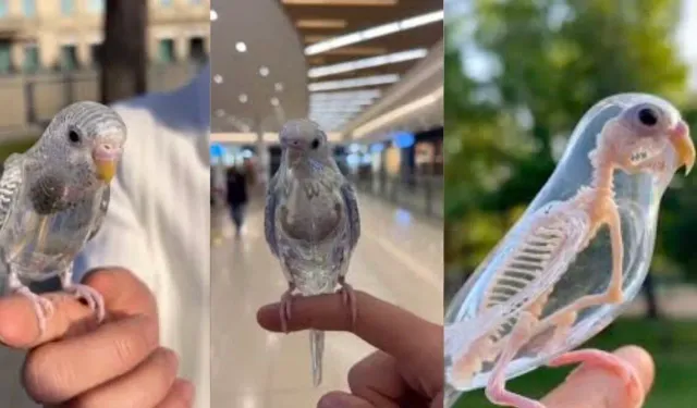 Şeffaf Muhabbet Kuşu Gerçek mi? Var mı?