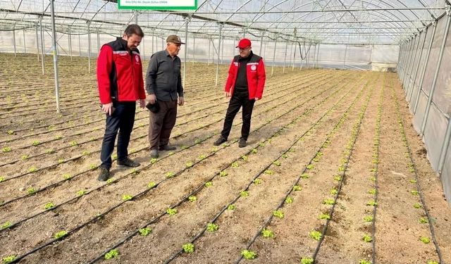 Seralarda Hastalık ve Zararlı Denetimler!