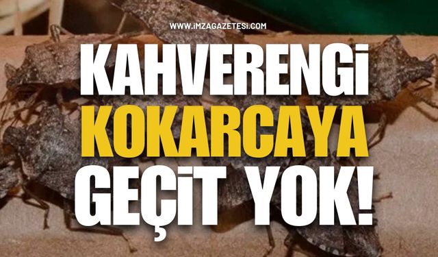 Kahverengi Kokarcaya Geçit Yok!