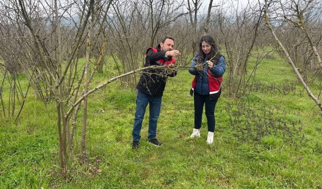 Fındık Ve Çilekler Adım Adım İzleniyor!