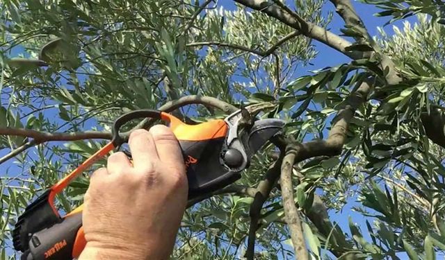 Meyve Ağaçlarında Budama ve Terbiye Kursu Duyurusu!