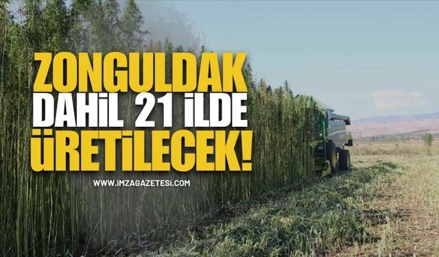 Zonguldak Dahil 21 İlde Kenevir Üretimine İzin Verildi!