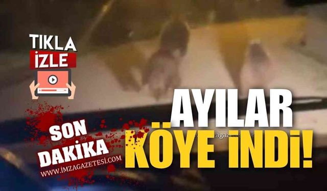 Zonguldak'ta Aç Kalan Ayılar Köye İndi! Böyle Görüntülendi!