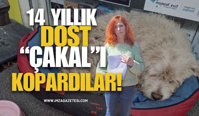 Çaycuma'da 14 Yıllık Dost "Çakal"ı Kopardılar! Mahallenin Maskotu Çakal'ı Geri Verin!