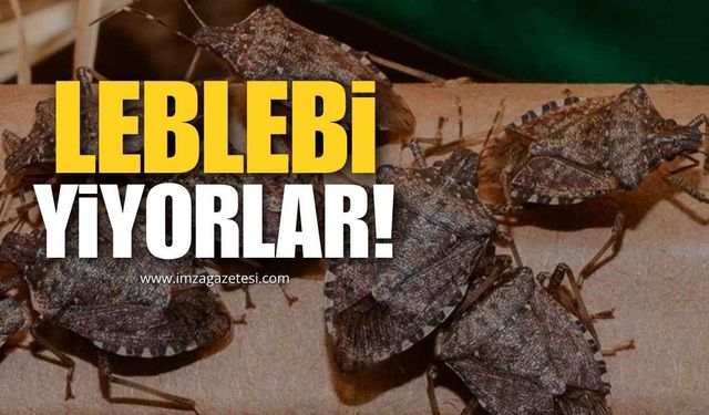 Kahverengi Kokarcayı Leblebi Gibi Yiyorlar!