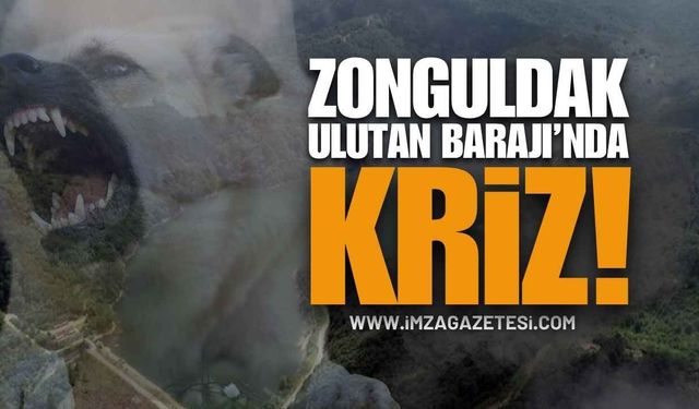 Zonguldak Ulutan Barajı'nda Köpek Krizi!