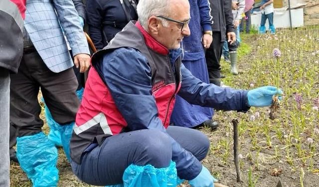 Zonguldak’ta Salep Hasadı!