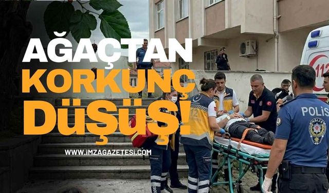 Dut Ağacından Korkunç Düşüş!
