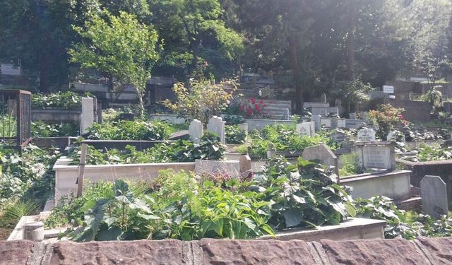 Kilimli Belediyesi’nden Anında Müdahale! Mezarlıkta Temizlik Tamamlandı