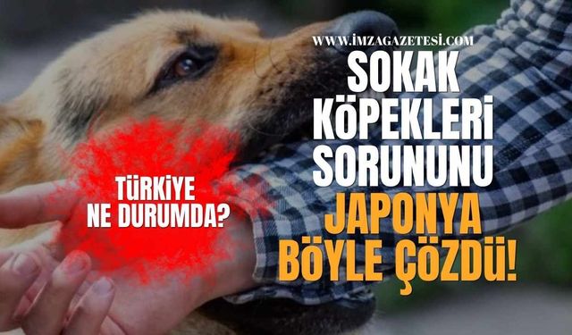 Sokak Köpekleri sorununu Japonya böyle Çözdü, Türkiye ne durumda?