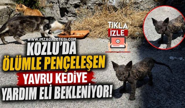 Kozlu'da Ölümle Pençeleşen Yavru Kediye Yardım Eli Bekleniyor!
