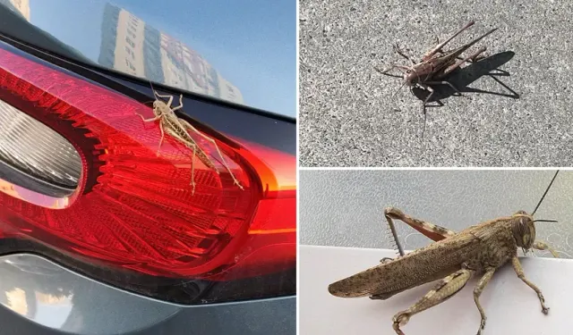 Çekirgeler Neden Arttı? Zararlı mı?