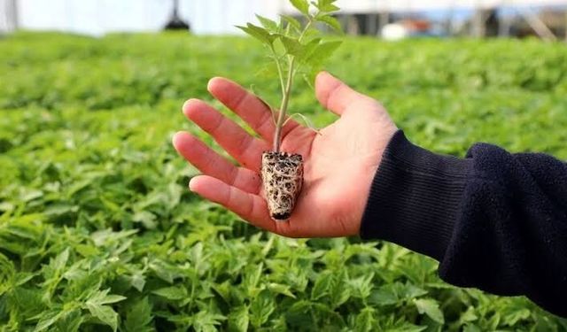 Belediyeden 15 Bin Adet Ücretsiz Dağıtıldı!