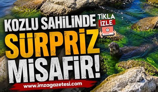 Kozlu Sahilinde Sürpriz Misafir! Sevimli Su Samuru Kameralara Böyle Yansıdı
