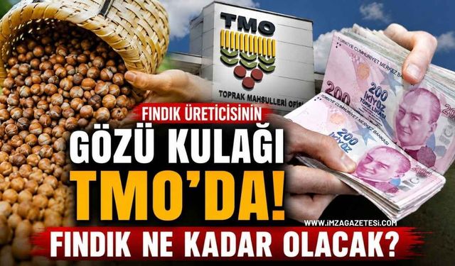 Fındık Üreticisinin Gözü Kulağı TMO’da! Fındık Ne Kadar Olacak?