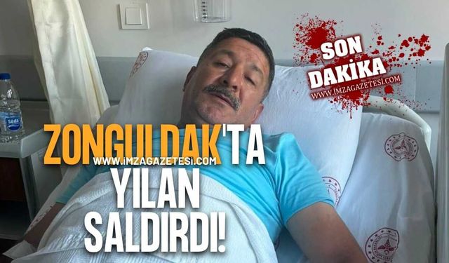 Zonguldak'ın İlçesinde Yılan Saldırısı!
