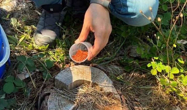 Çaycuma’da 500 Adet Salındı!