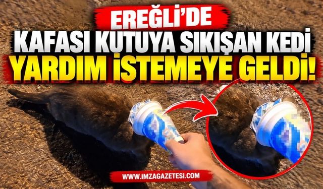 Ereğli'de Kafası Kutuya Sıkışan Kedi Yardım İstemeye Geldi