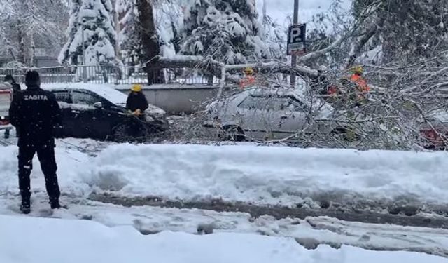 Ağacın dalı kırıldı, park halindeki araçların üzerine düştü...