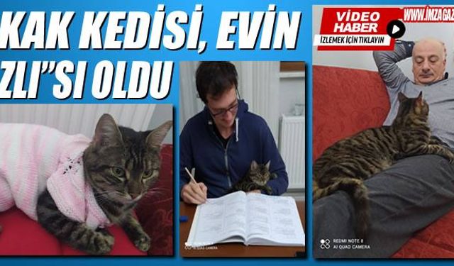 Sokak kedisi, evin "Nazlı"sı oldu...