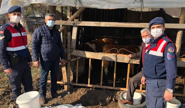  Bir aydır kayıp olan hayvanlarını jandarma drone ile buldu...