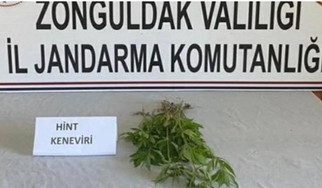 Jandarmadan kenevir baskını...