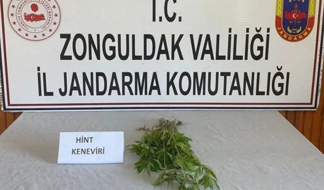 İzinsiz kenevir bitkisi yetiştiren şahıs yakalandı...