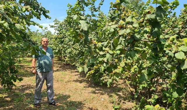 Fındık üreticisi 27 TL taban fiyat ve erken açıklama bekliyor...