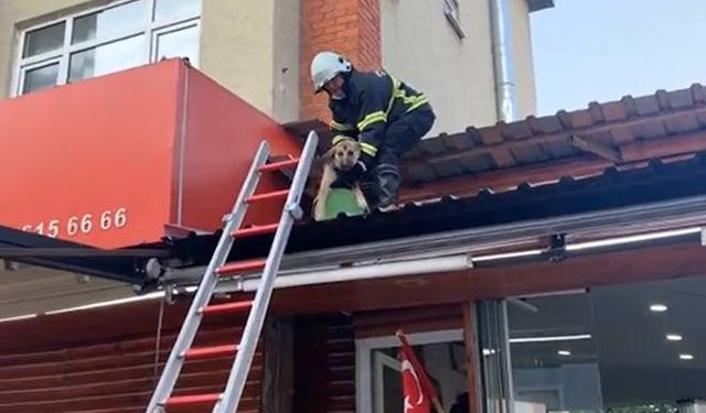 3 gündür balkonda mahsur kalan köpeğe kurtarma operasyonu...