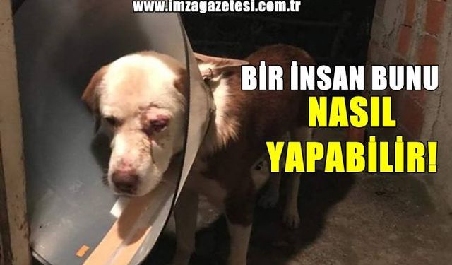 Kimliği belirsiz kişilerden köpeğe saldırı!